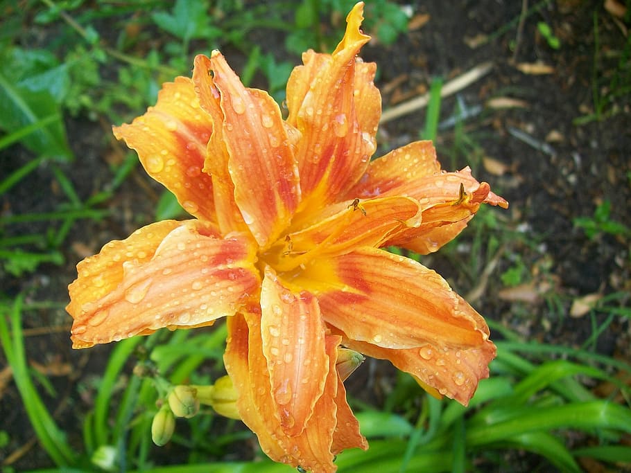 Orange Lily, Lily, Flower, Spring, nature, plant, petal, yellow HD wallpaper
