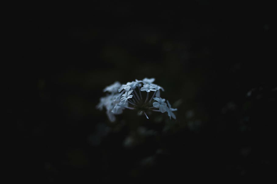 untitled, flower, petals, bloom, blur, dark, outdoor, garden HD wallpaper