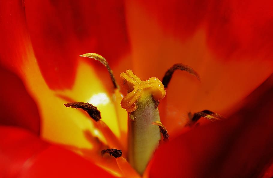 tulip, close, red, yellow, farbenpracht, flower, spring, nature HD wallpaper