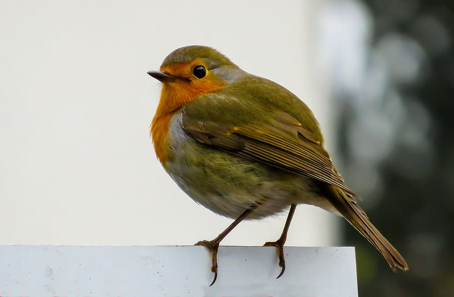 European Robin bird, songbird, close, small, nature, fence HD wallpaper