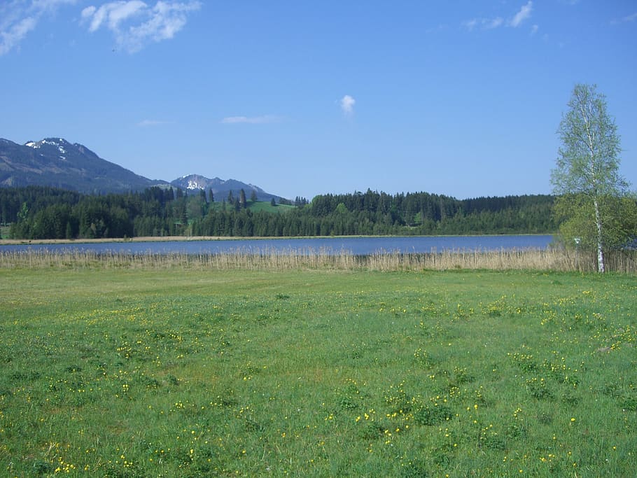 attlesee, reed, meadow, mountains, sky blue, nesselwang, plant HD wallpaper