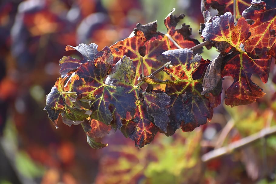fall, leaf, nature, flora, tree, color, plant, plant part, growth HD wallpaper