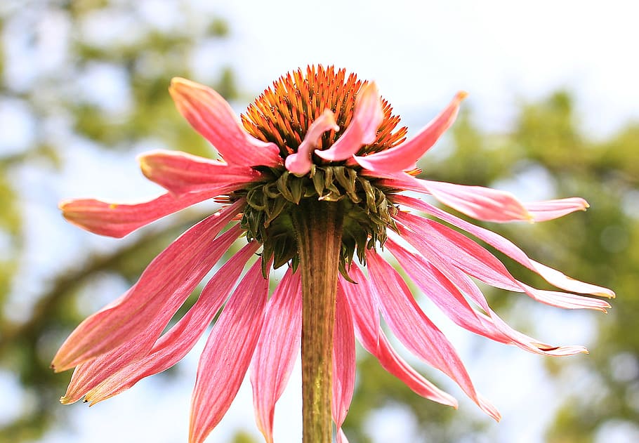 pink coneflower in bloom at daytime, sun hat, pallida, echinacea HD wallpaper