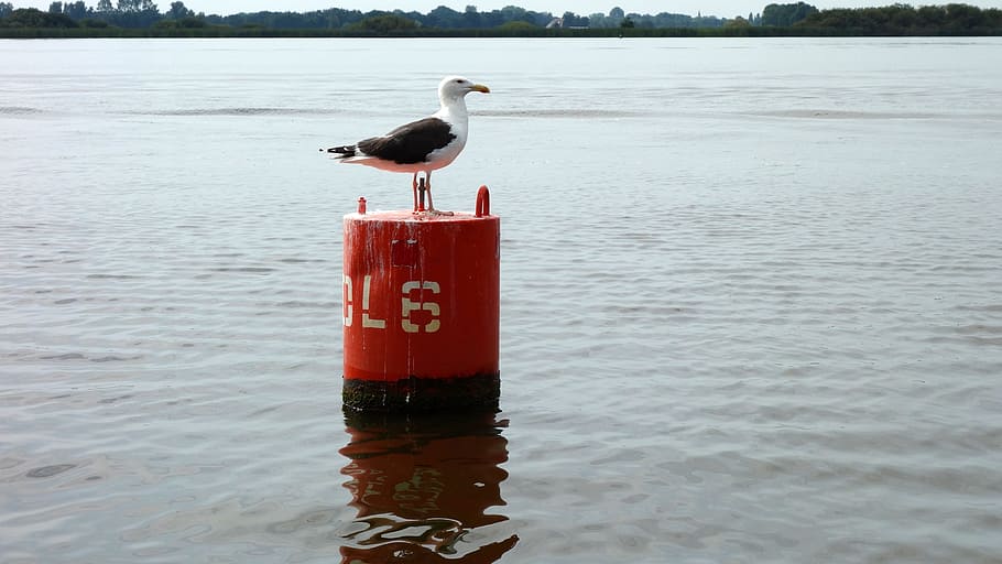 scheepvaartmarkering, seagull, marking, lateral marking, watermarkering HD wallpaper