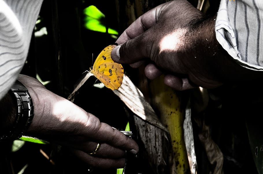 butterfly, hand, insect, human hand, real people, holding, men HD wallpaper