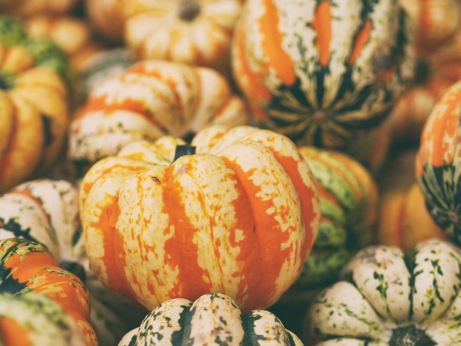 selective focus photography of pumpkins, orange and green pumpkins close up photos HD wallpaper