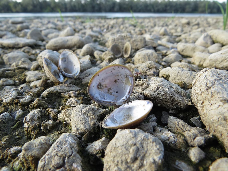 nature, shell, river, seashore, shellfish, solid, beach, no people HD wallpaper