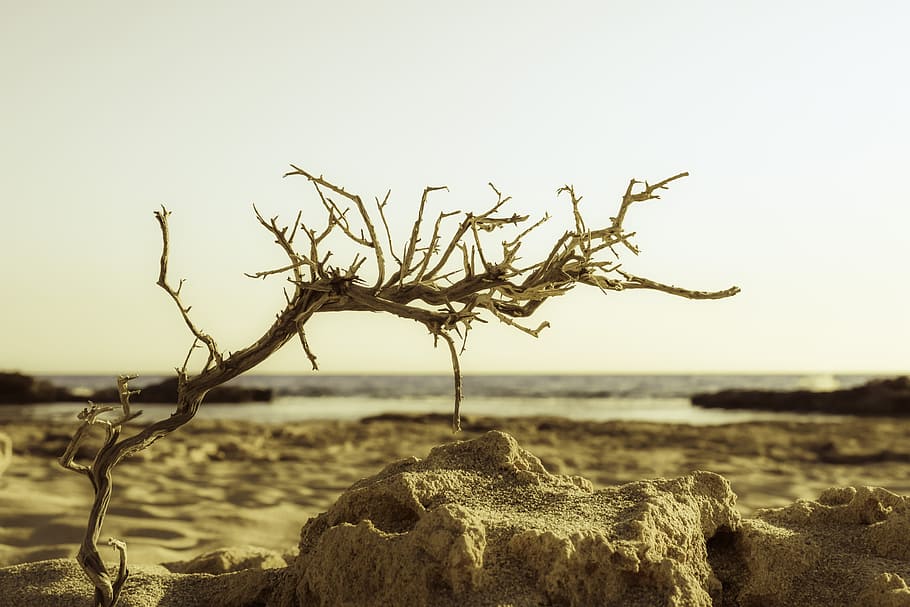 twig, beach, sand, sea, nature, autumn, sky, tree, tranquility HD wallpaper