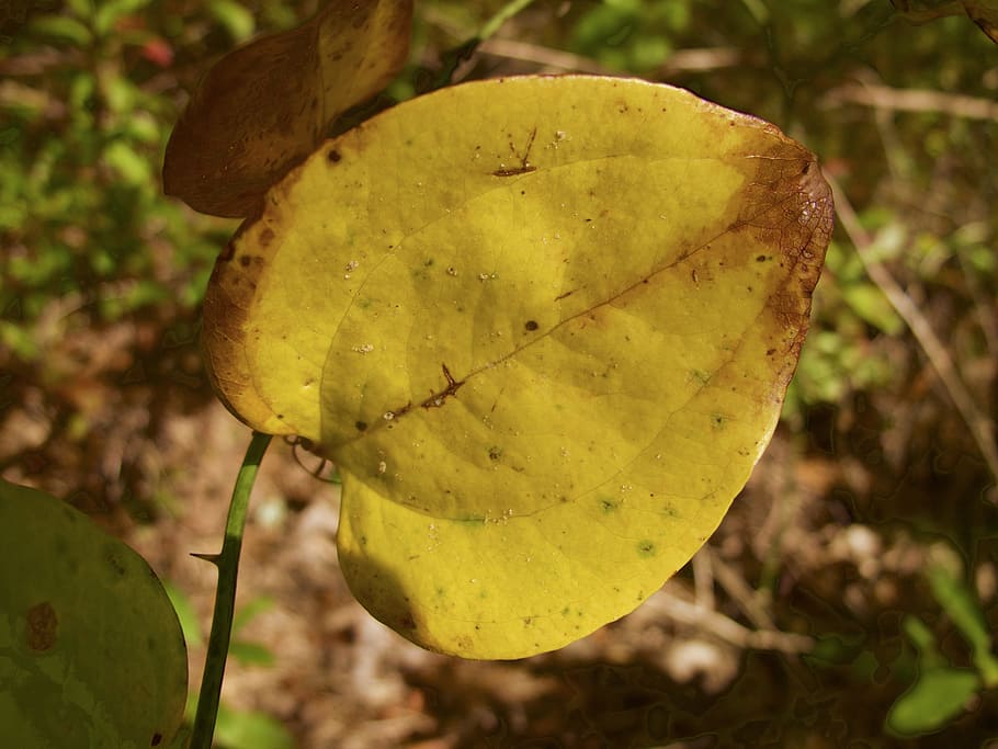 fall, autumn, leaf, nature, october, color, yellow, season HD wallpaper