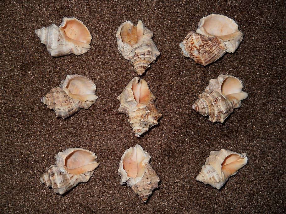 shells, carpet, nine, no people, directly above, high angle view HD wallpaper