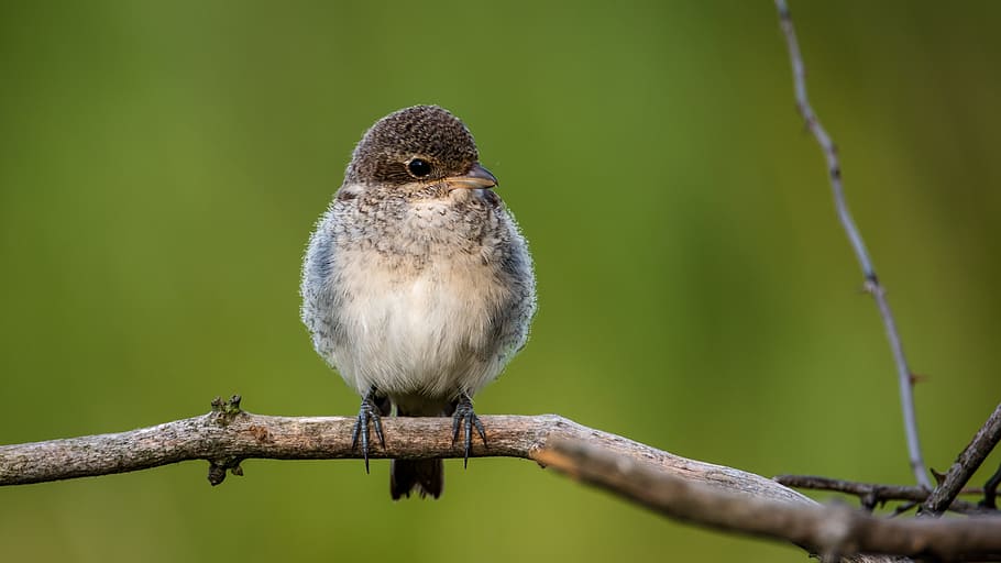 selective focus photo of gray passerine bird, shrike general HD wallpaper