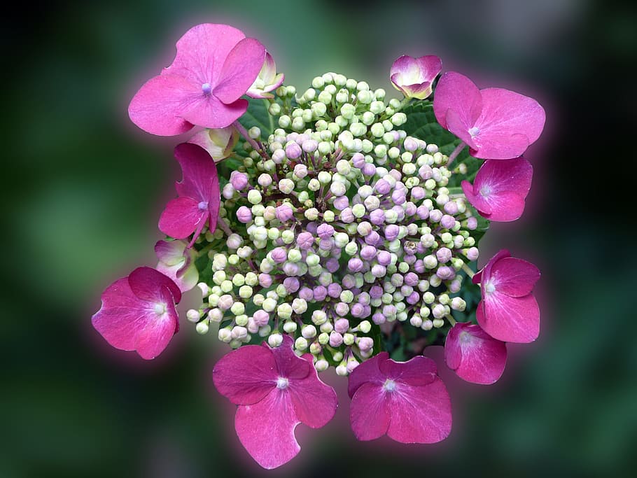 Hydrangea, Blossom, Bloom, Pink, Garden, nature, flower, plant HD wallpaper
