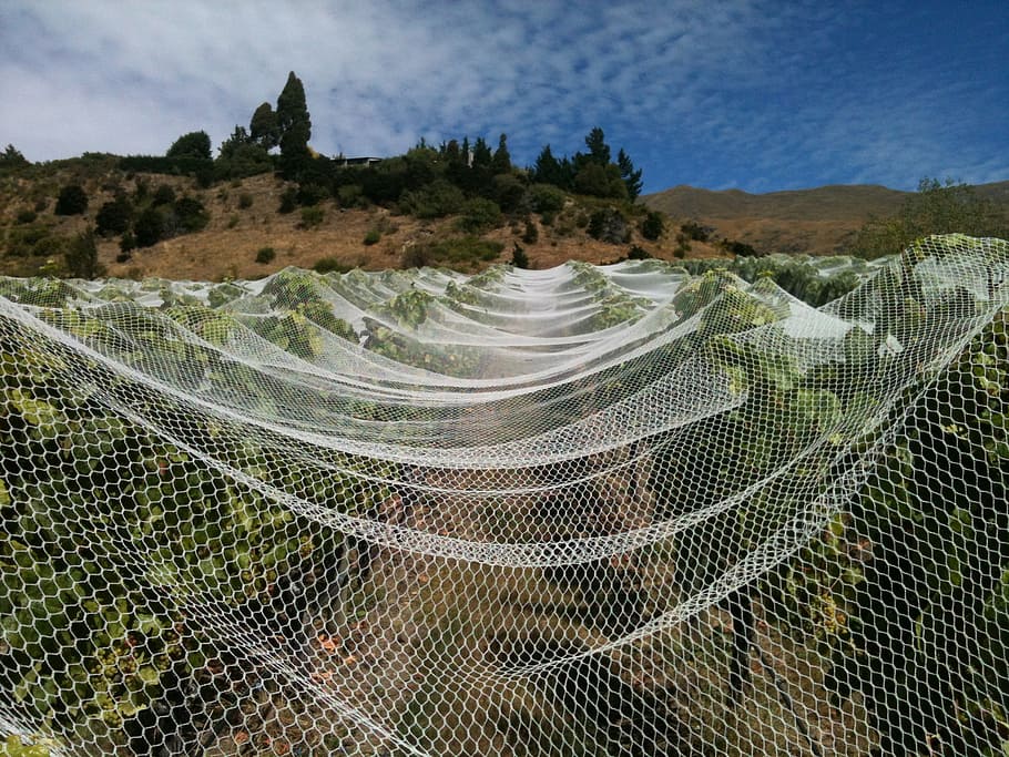 vineyard, nets, wine, netting, no people, plant, sky, tree HD wallpaper