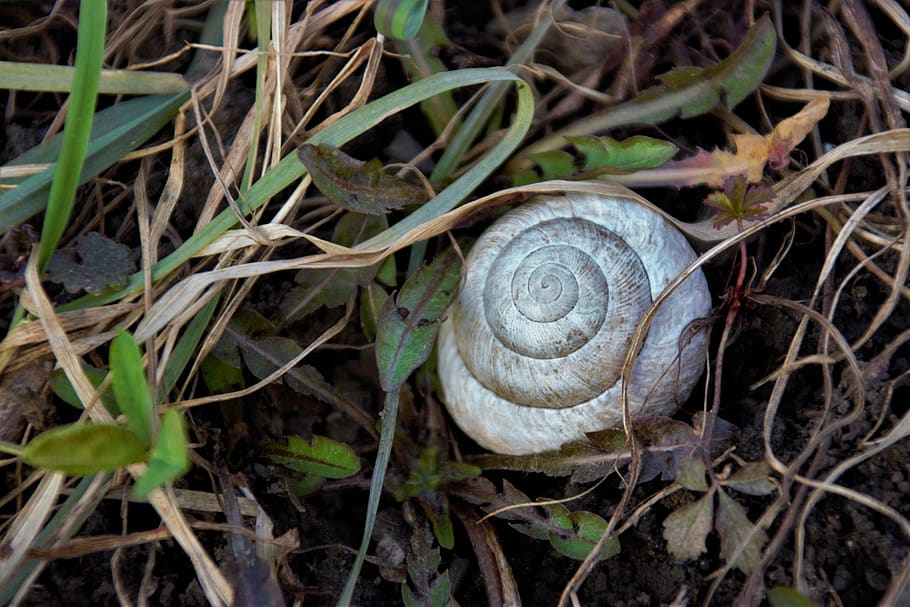 shell, snail, grass, macro, closeup, nature, fauna, snail shell HD wallpaper