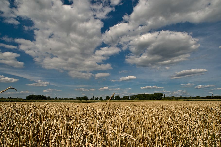 Clouds, Cereals, Field, summer sky, agriculture, cloud - sky HD wallpaper