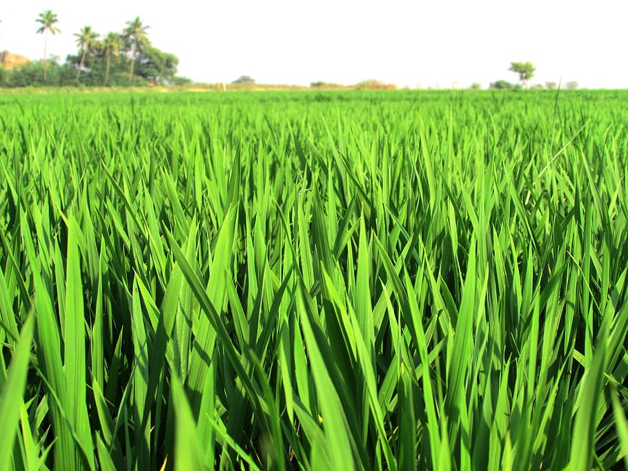 green rice field, paddy, fields, crops, plants, edible, foods, HD wallpaper