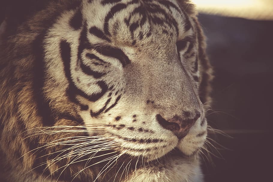 animal, big, fur, dangerous, aggression, carnivore, cat, close-up HD wallpaper