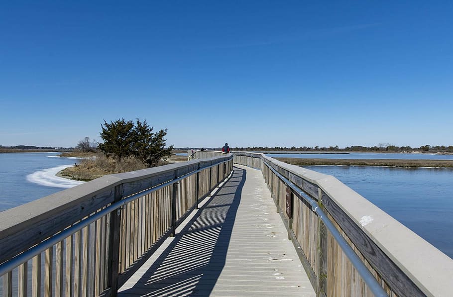 assateague, park, ice, cold, wildlife, shoreline, bay, water HD wallpaper