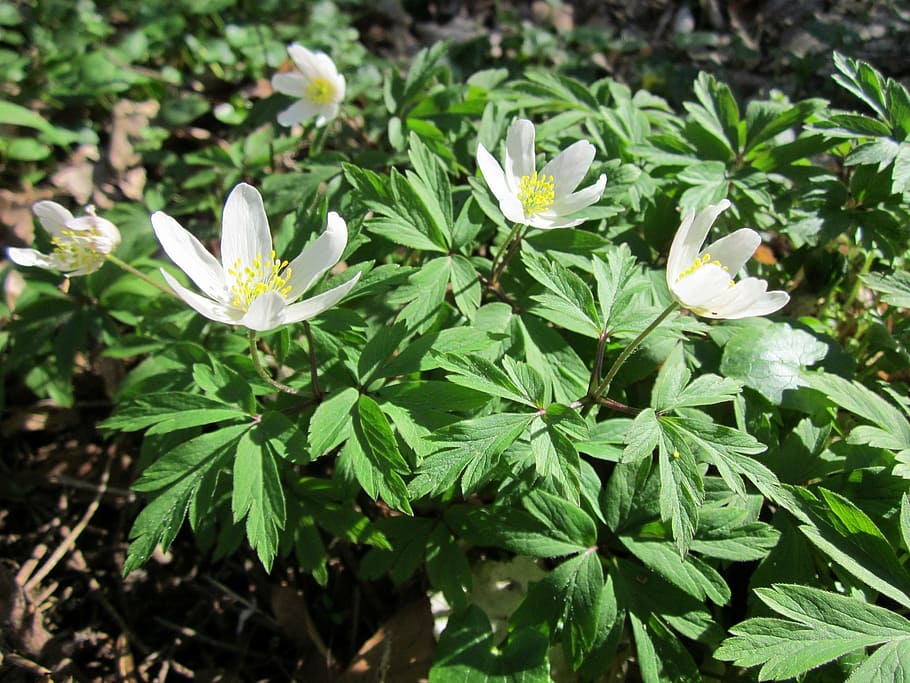 anemone nemorosa, wood anemone, windflower, thimbleweed, smell fox