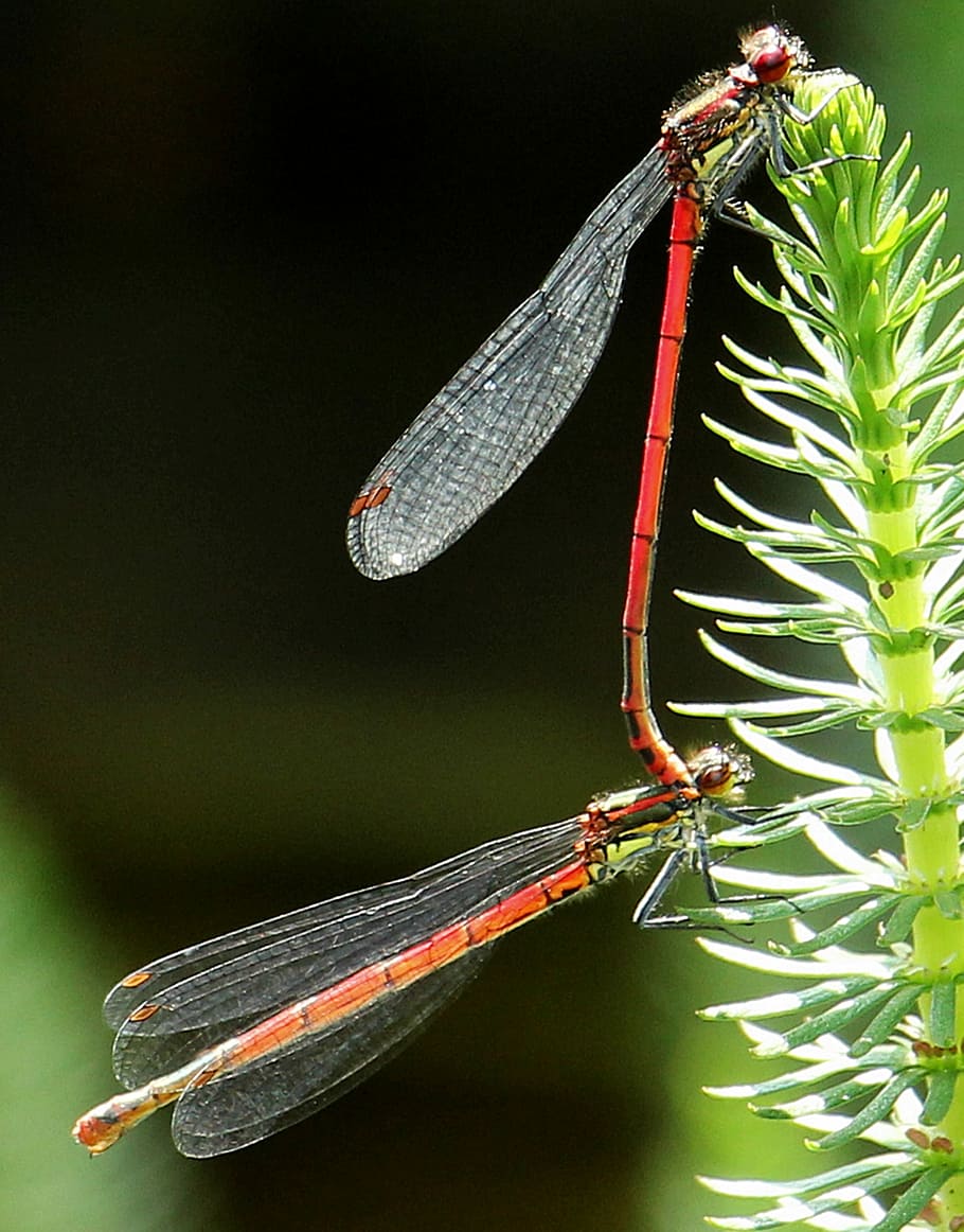 Dragonflies, Mating, Pairing, dragonflies mating, red, red dragonflies HD wallpaper