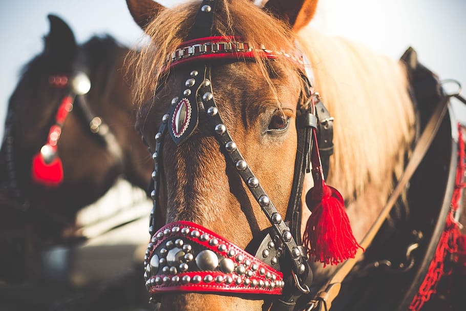 Portrait of a Horse in Harness from Horse-Drawn Carriage, animals HD wallpaper