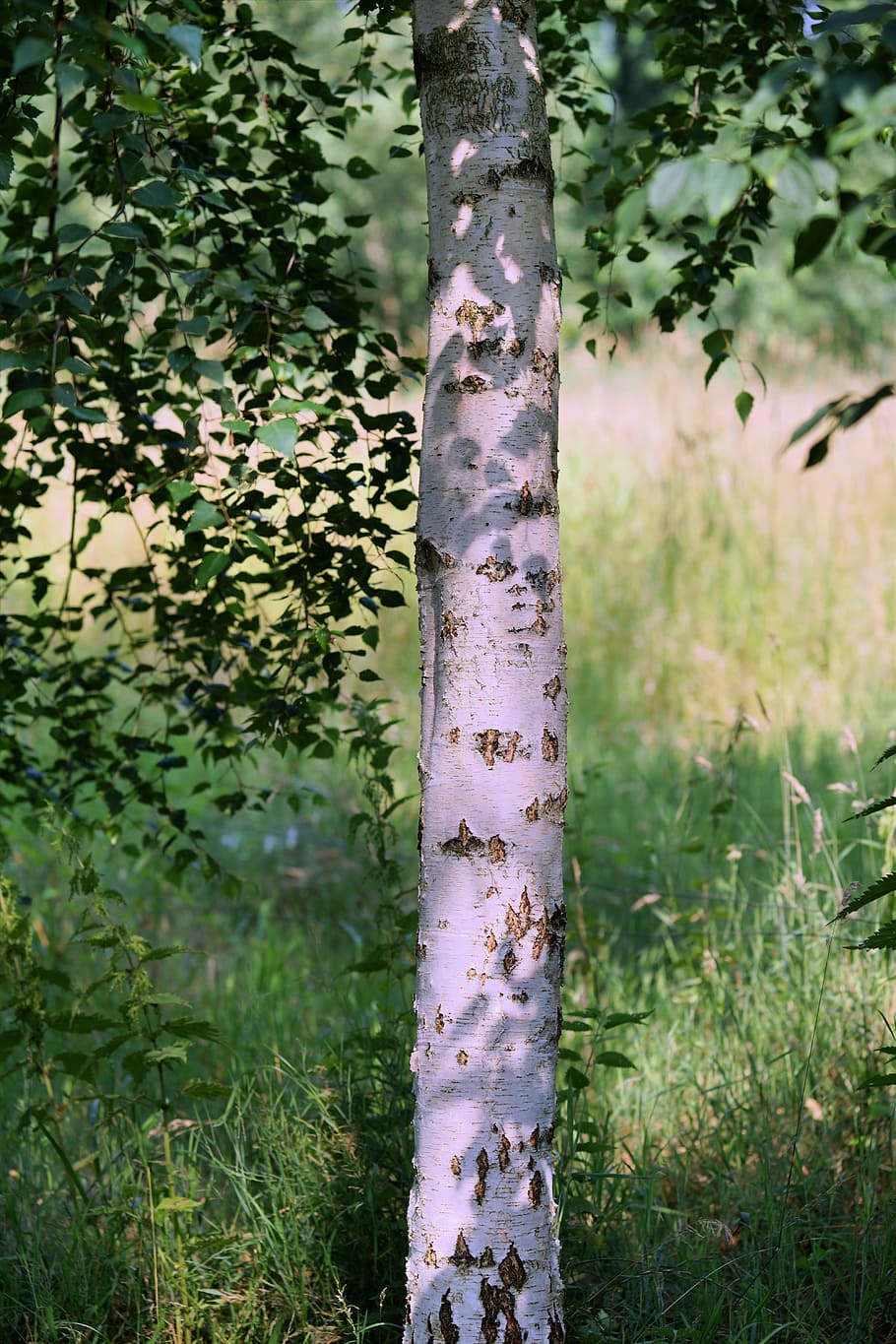 tree, birch, summer, nature, tribe, wood, bark, meadow, idyllic HD wallpaper