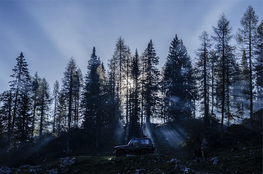 trees, silhouettes, sun, shining, through, backlight, rays HD wallpaper