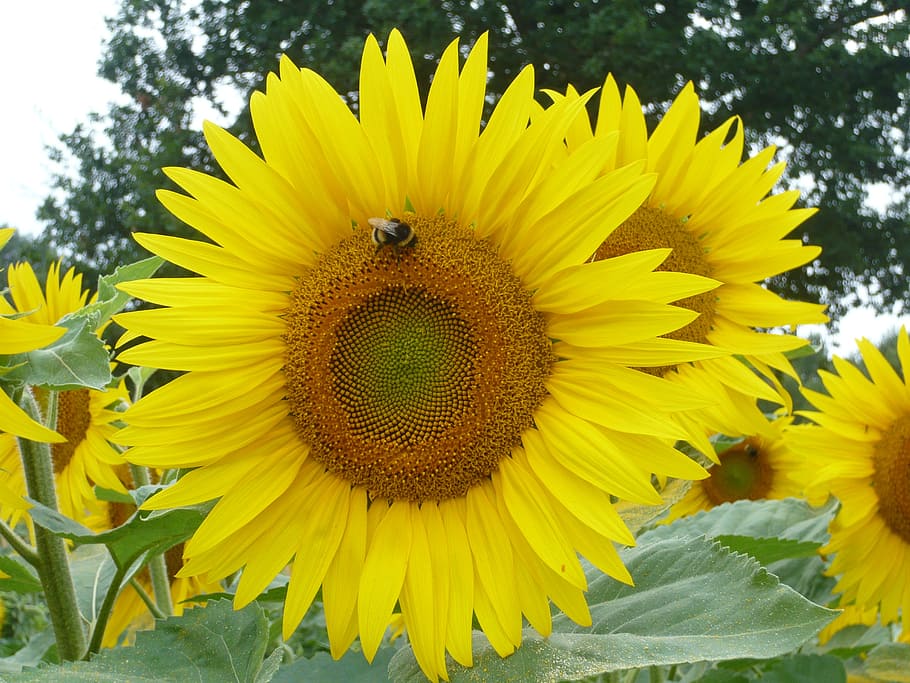 sunflower, bee, summer, blooming, natural, pollination, yellow HD wallpaper
