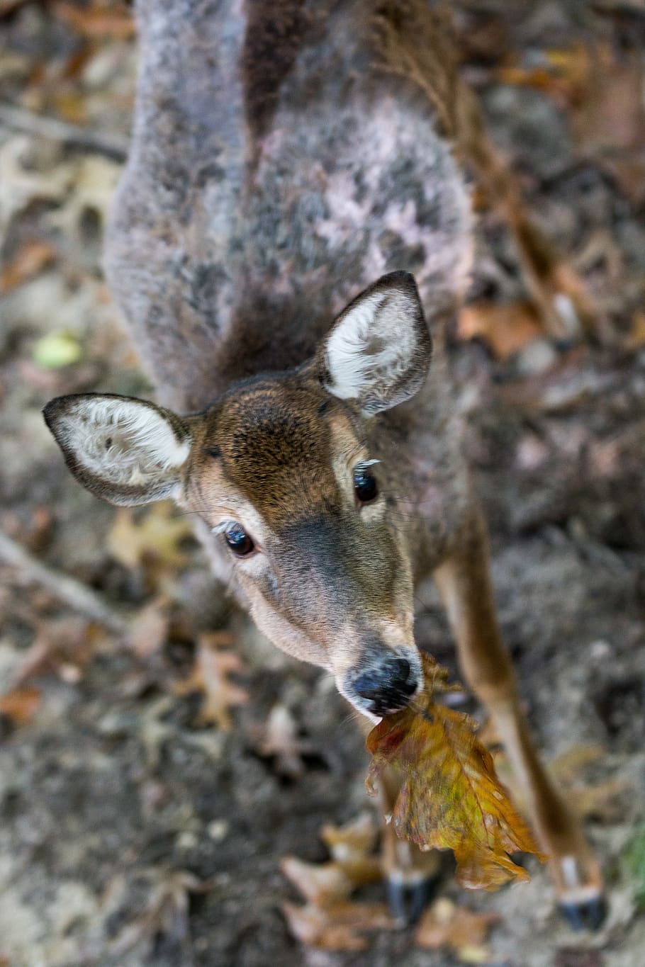 deer, virginia, leaf, animal themes, animals in the wild, animal wildlife HD wallpaper