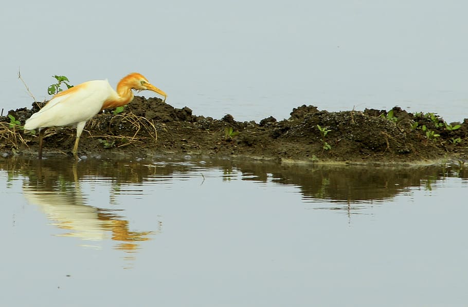 bird, crane, nature, wild, wildlife, natural, wing, outdoor HD wallpaper