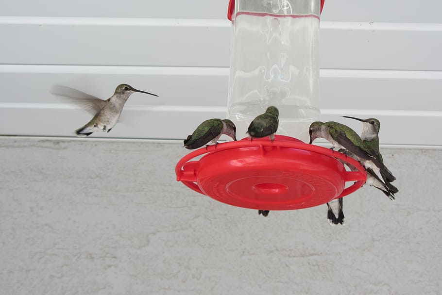 Hummingbird, Fly, Wing, red, animal themes, bird feeder, no people HD wallpaper