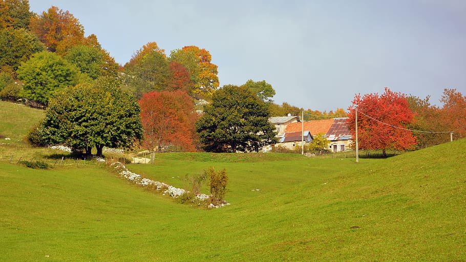 autumn, trees, prato, borgo, houses, leaves, red, branches HD wallpaper