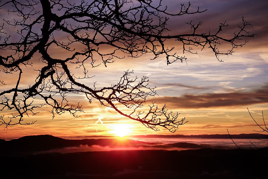 sunset, sky, clouds, dusk, branch, tree, cloud - sky, silhouette HD wallpaper