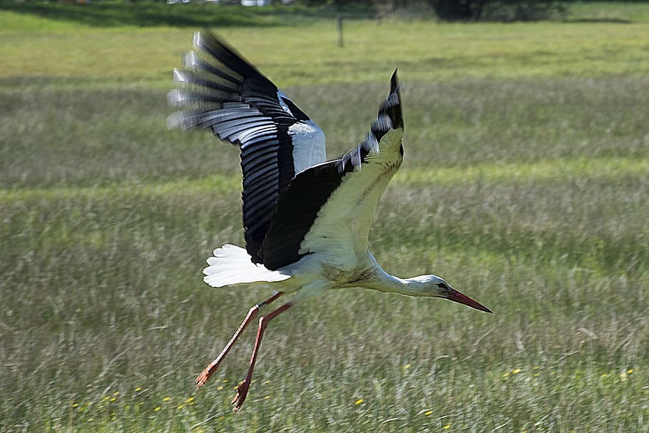 departure, stork, flight, bird, rattle stork, nature, animal HD wallpaper