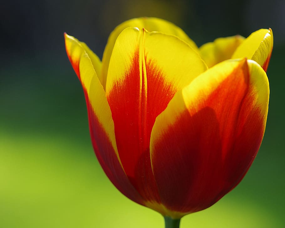 tulips, spring, flowers, red, flamed, springtime flowers, spring flower HD wallpaper