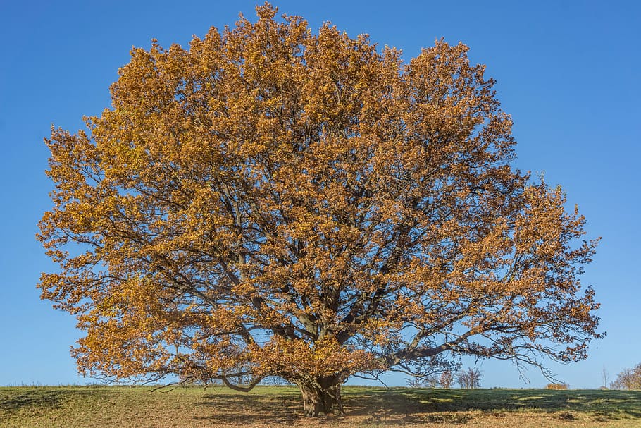 tree, oak, outdoor, nature, sky, plant, autumn, beauty in nature HD wallpaper