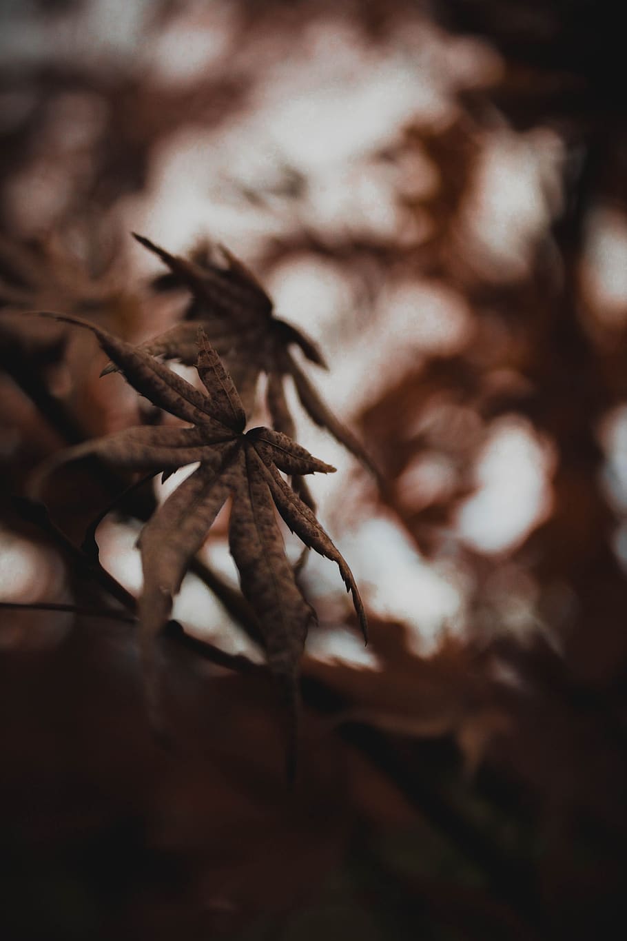 leaf, plant, nature, close-up, selective focus, dry, no people HD wallpaper