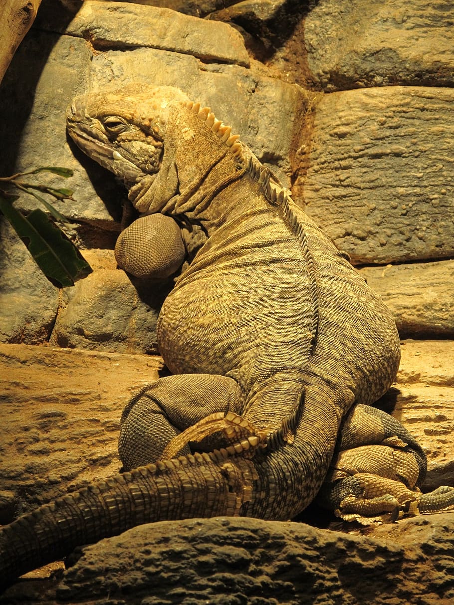 jamaican iguana, reptile, rare, wildlife, resting, animal, nature, HD wallpaper