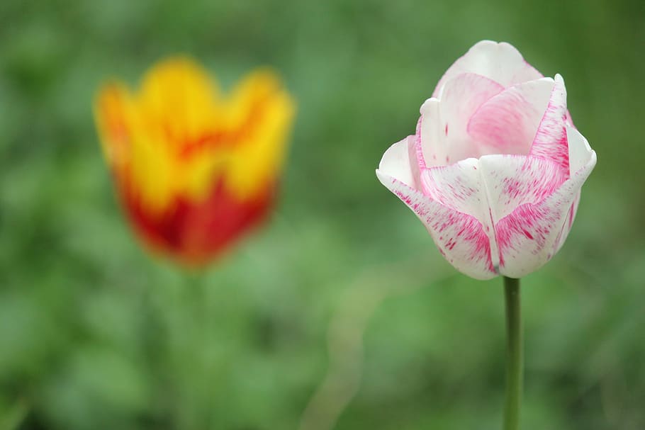 flowers, tulip, spring, nature, pink Color, plant, springtime HD wallpaper