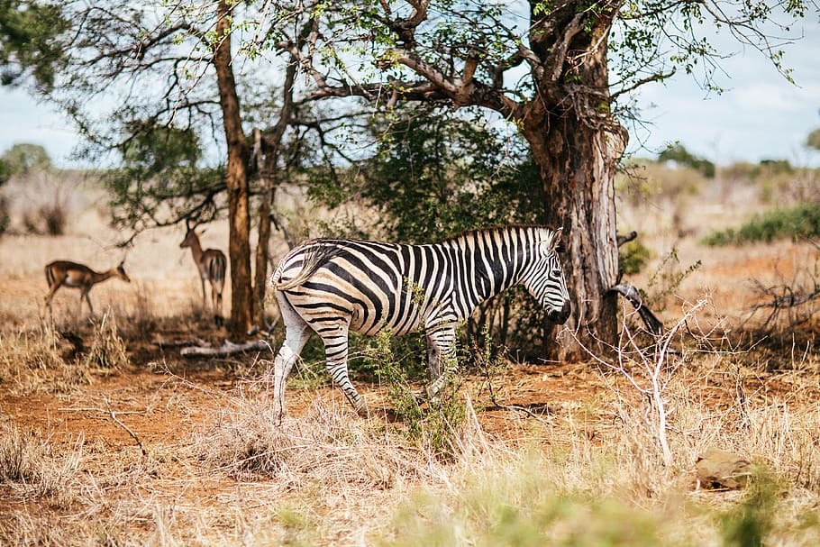 animals, deer, grass, nature, savanna, wildlife, zebra, animal themes HD wallpaper
