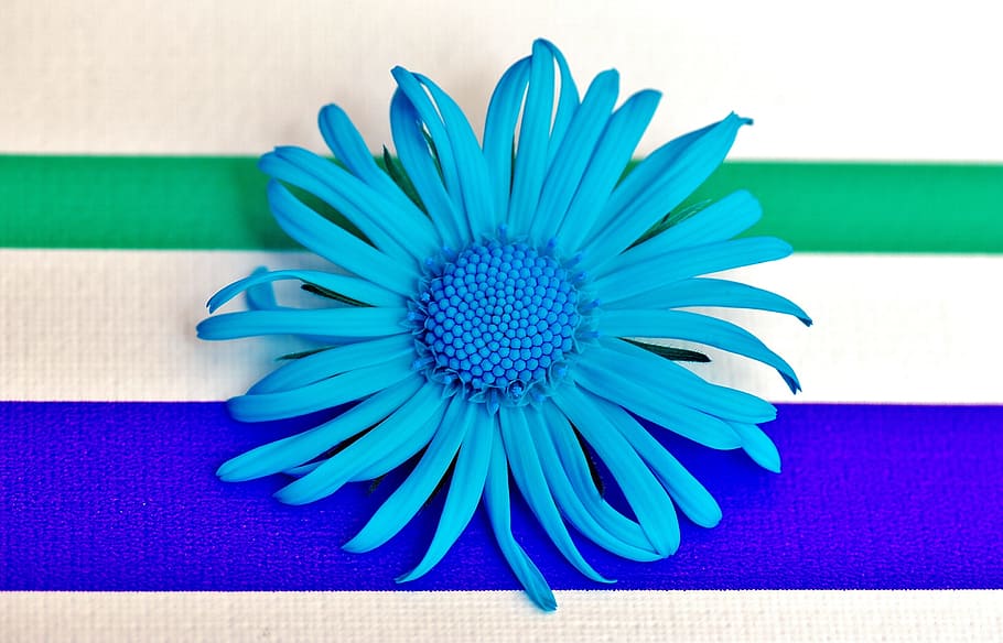flower, spring, blue, pointed flower, close, beautiful, indoors HD wallpaper