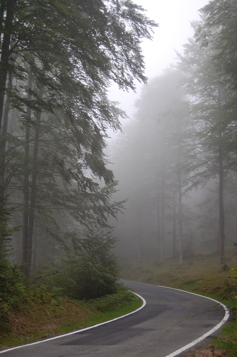 fog, road, path, nature, circular, navarre, aralar, mount, tree HD wallpaper