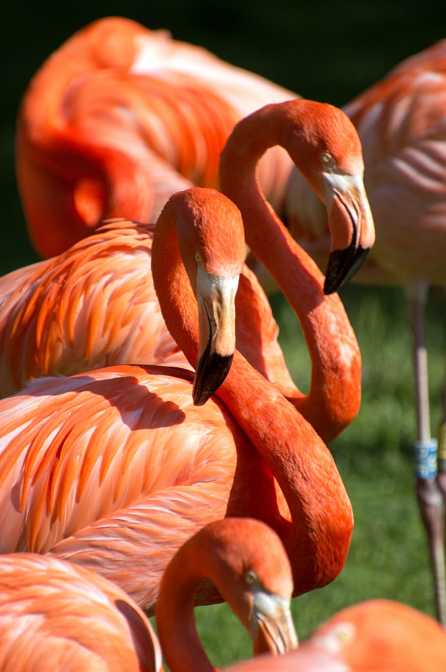 closeup photo of orange flamingos, red, green, zoo, bird, group HD wallpaper
