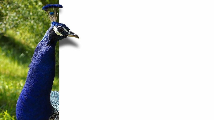 blue peacock, bird, feather, map, ebv, image editing, unleashed, HD wallpaper