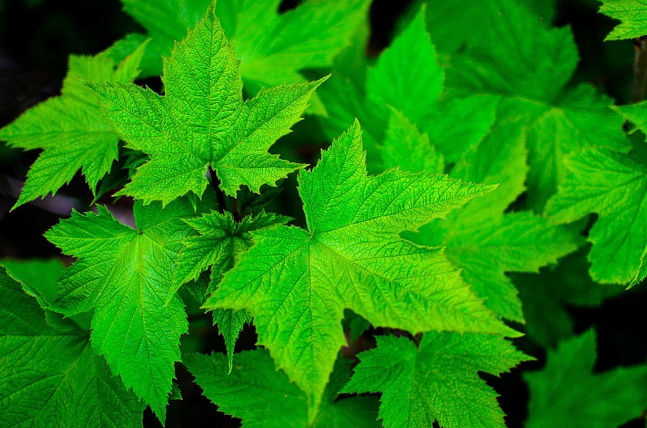 green maple leaf lot, summer, nature, green Color, plant, close-up HD wallpaper