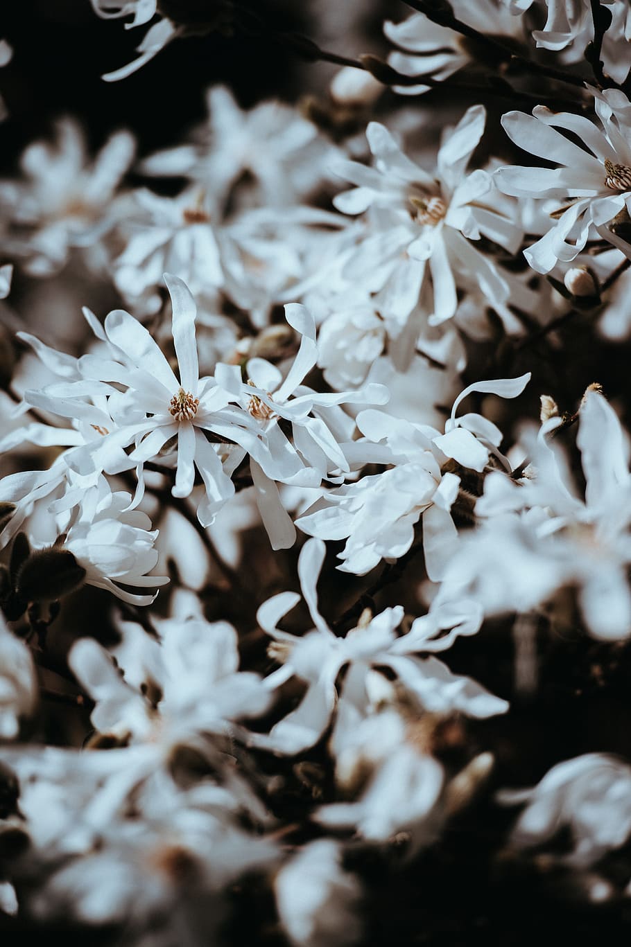 white, petal, flower, bloom, blossoms, selective focus, beauty in nature HD wallpaper