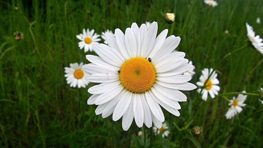 Daisy, Flower, Macro, nature, plant, growth, blooming, petal HD wallpaper
