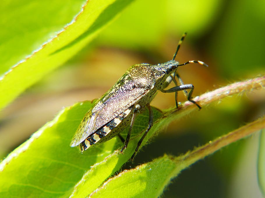 shield bug, insect, macro photo, spotted, garden, nature, animal HD wallpaper