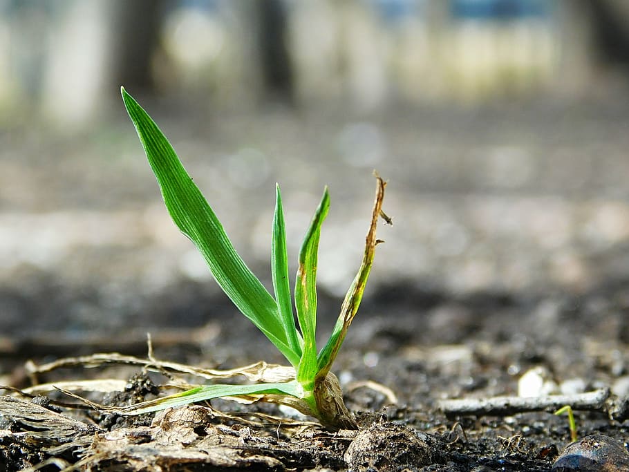 nature, spring, grass, growth, plant, green color, day, no people HD wallpaper