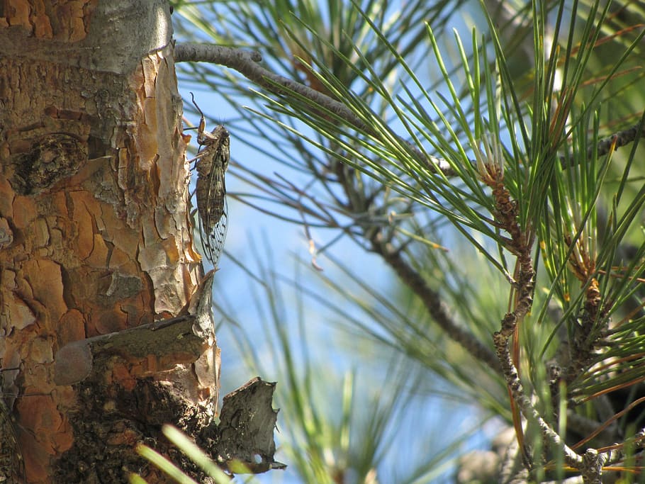 cicada, insect, pine, nature, plant, tree, growth, no people HD wallpaper